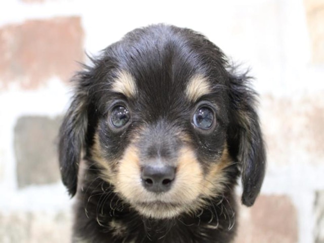 広島県のハーフ犬 (ペッツワン広島LECT店/2023年9月25日生まれ/男の子/ブラックタン)の子犬